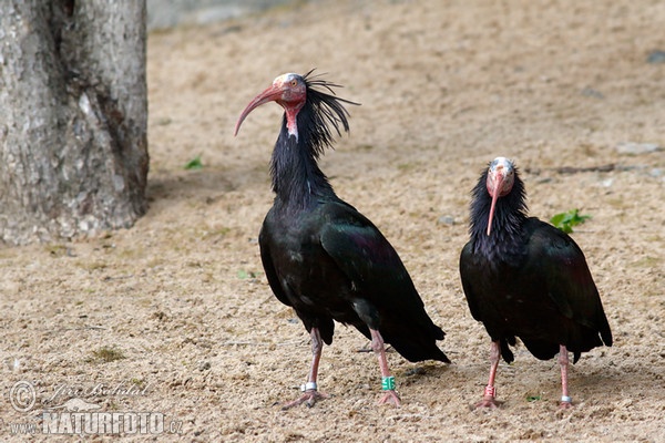 Northern Bald Ibis (Geronticus eremita)