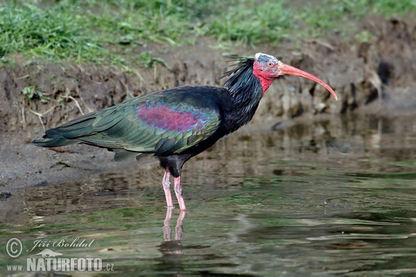 Northern Bald Ibis (Geronticus eremita)