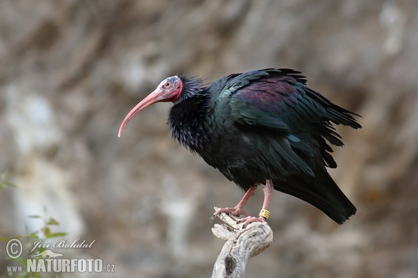 Northern Bald Ibis (Geronticus eremita)