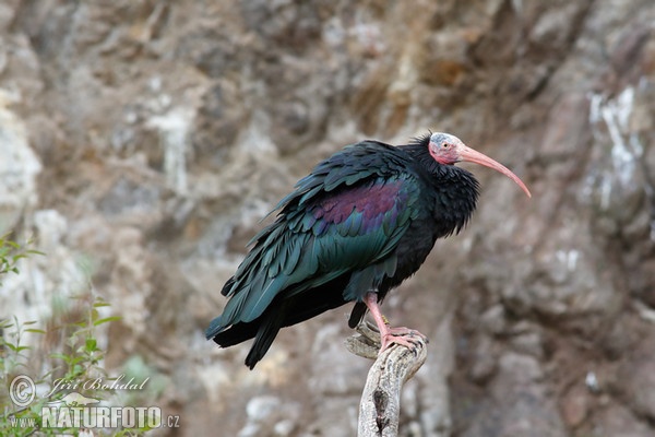 Northern Bald Ibis (Geronticus eremita)