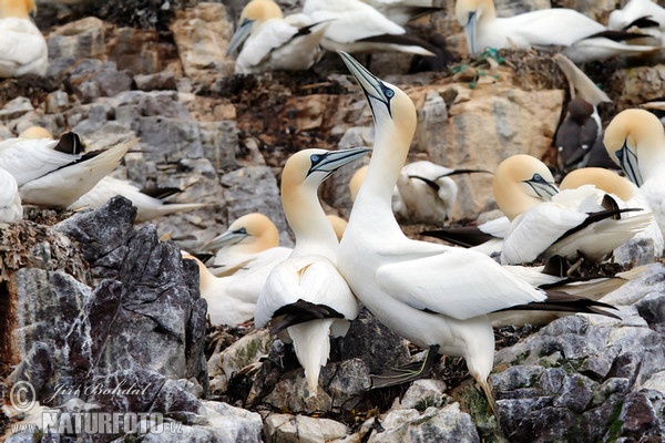 Northern Gannet (Morus bassanus)