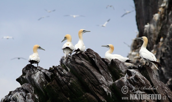 Northern Gannet (Morus bassanus)