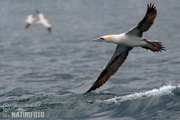 Northern Gannet (Morus bassanus)