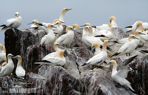 Northern Gannet (Morus bassanus)