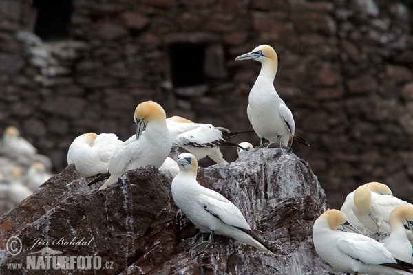 Northern Gannet (Morus bassanus)