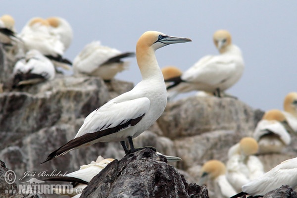 Northern Gannet (Morus bassanus)