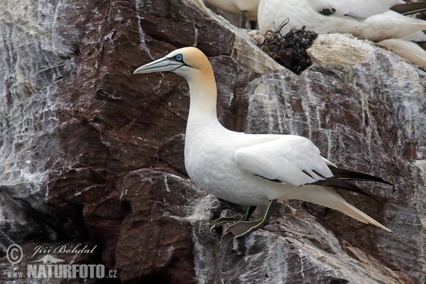 Northern Gannet (Morus bassanus)