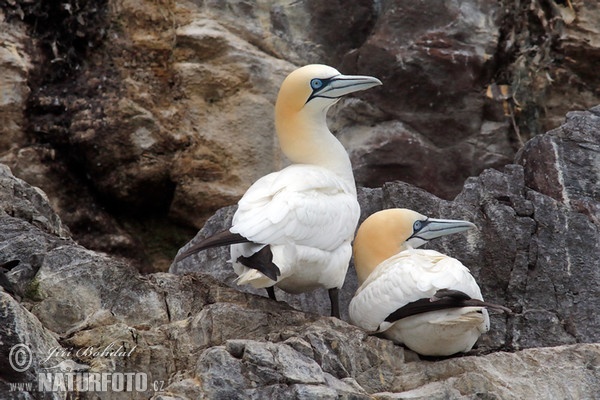 Northern Gannet (Morus bassanus)