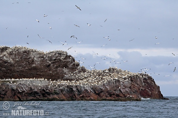 Northern Gannet (Morus bassanus)