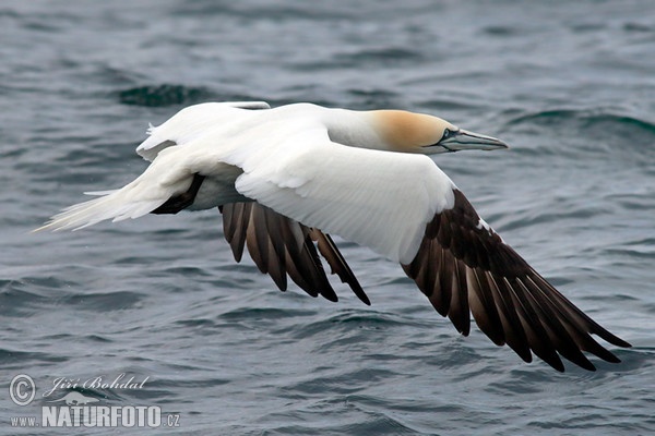 Northern Gannet (Morus bassanus)