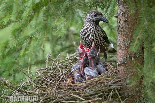 Notenkraker Europese vogel