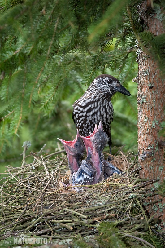 Notenkraker Europese vogel