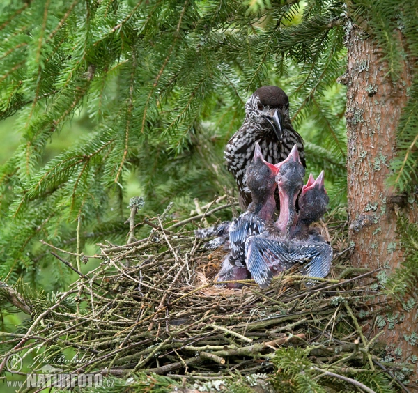 Notenkraker Europese vogel