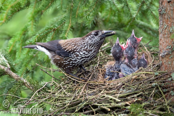 Notenkraker Europese vogel