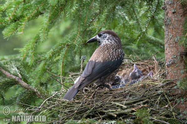 Notenkraker Europese vogel