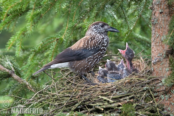 Notenkraker Europese vogel