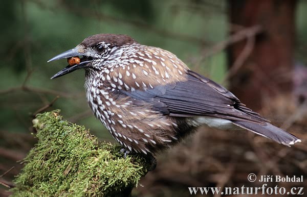 Notenkraker Europese vogel