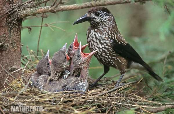 Notenkraker Europese vogel