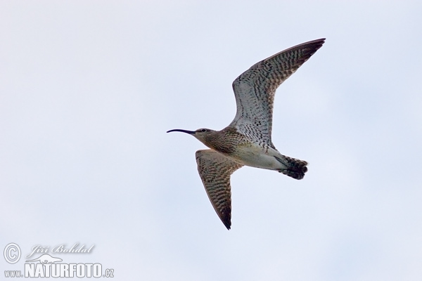 Numenius phaeopus