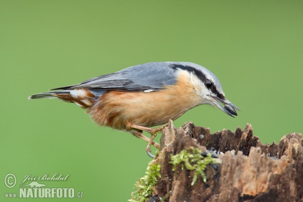 Nuthatch (Sitta europaea)