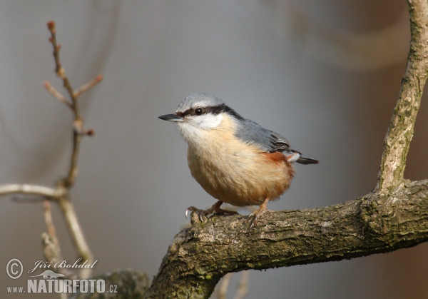 Nuthatch (Sitta europaea)