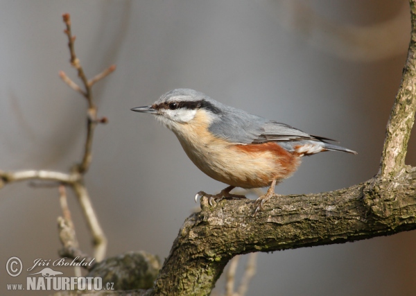 Nuthatch (Sitta europaea)