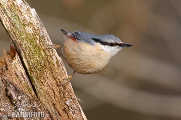 Nuthatch (Sitta europaea)