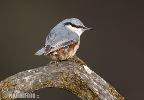 Nuthatch (Sitta europaea)