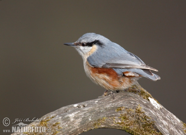 Nuthatch (Sitta europaea)