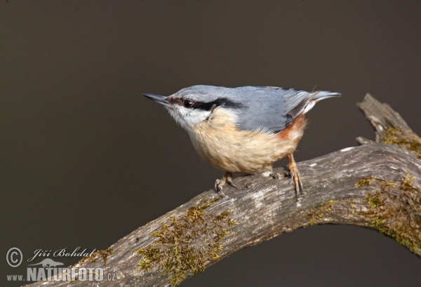 Nuthatch (Sitta europaea)