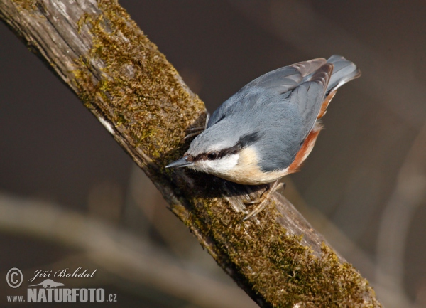 Nuthatch (Sitta europaea)