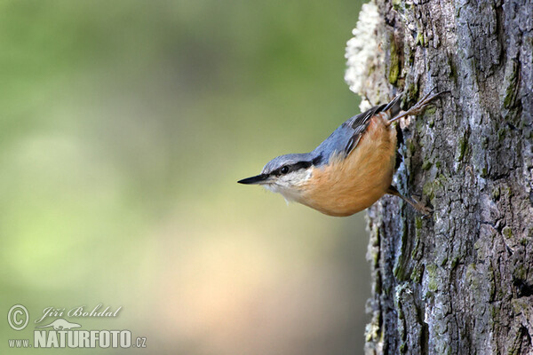 Nuthatch (Sitta europaea)