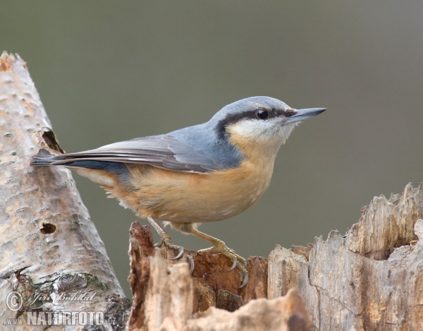 Nuthatch (Sitta europaea)