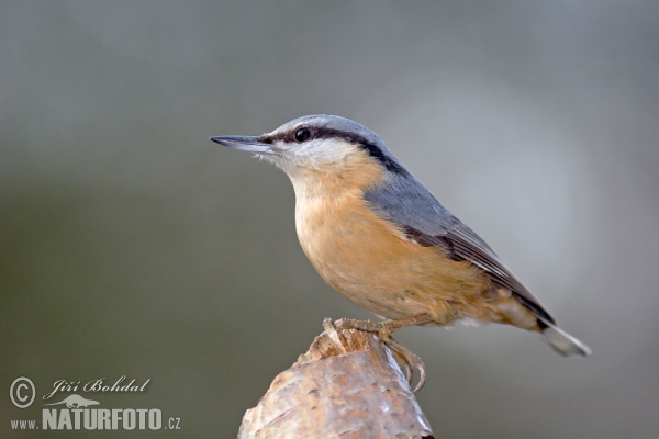 Nuthatch (Sitta europaea)