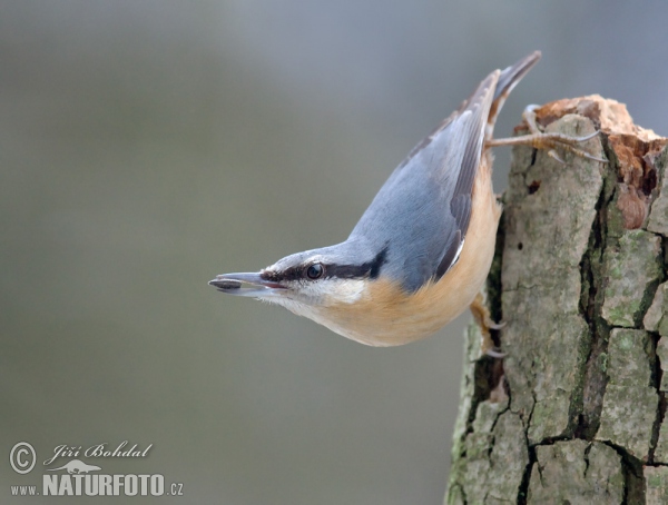 Nuthatch (Sitta europaea)