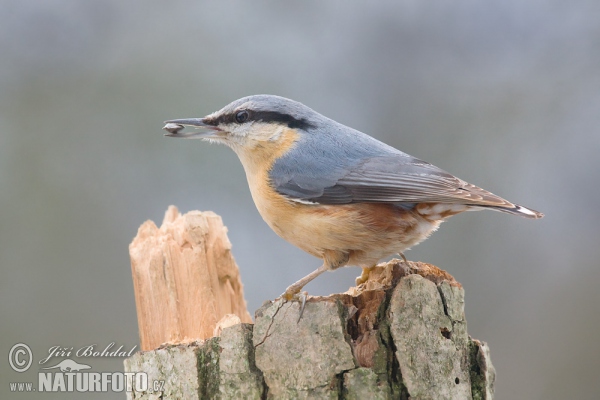 Nuthatch (Sitta europaea)