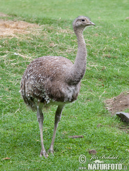 Nyandú de la Patagònia