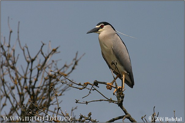 Nycticorax nycticorax