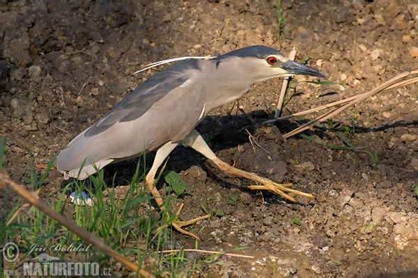 Nycticorax nycticorax