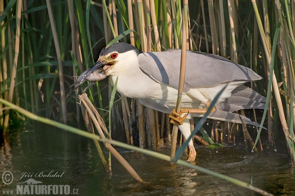 Nycticorax nycticorax