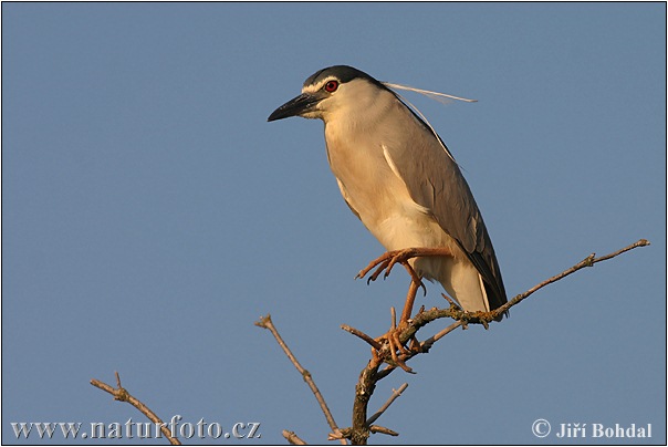 Nycticorax nycticorax