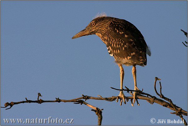 Nycticorax nycticorax