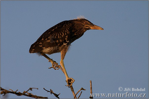 Nycticorax nycticorax