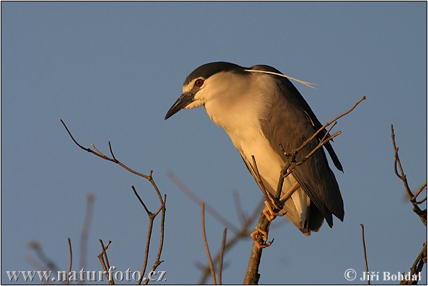 Nycticorax nycticorax