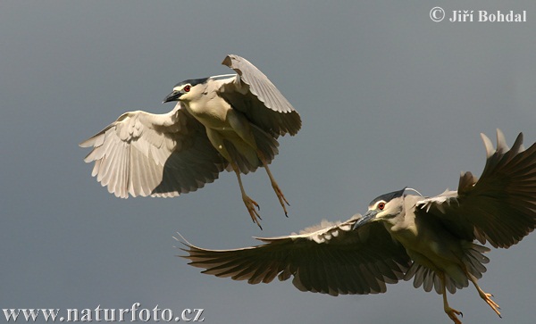 Nycticorax nycticorax