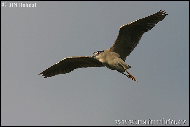 Nycticorax nycticorax