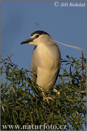 Nycticorax nycticorax