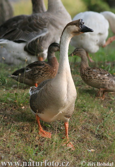 Oca cigne