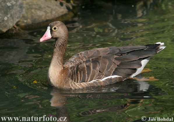 oca lombardella minore