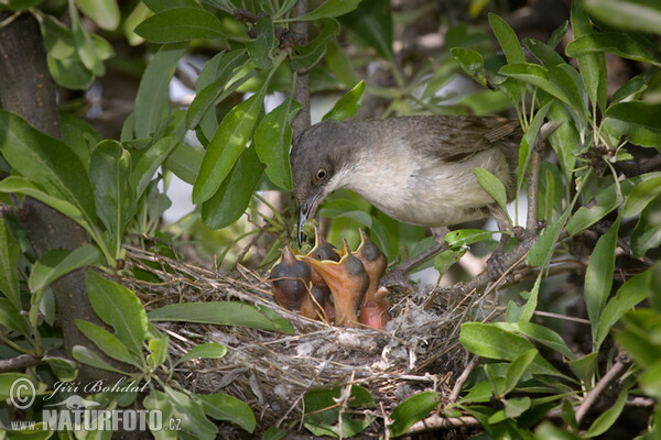 Orphean Warbler (Sylvia hortensis)